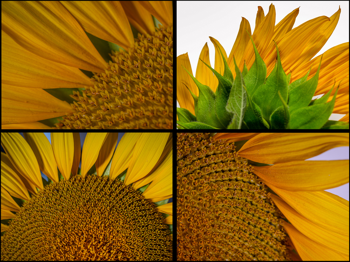 Shades of sunflower by Mags Carr